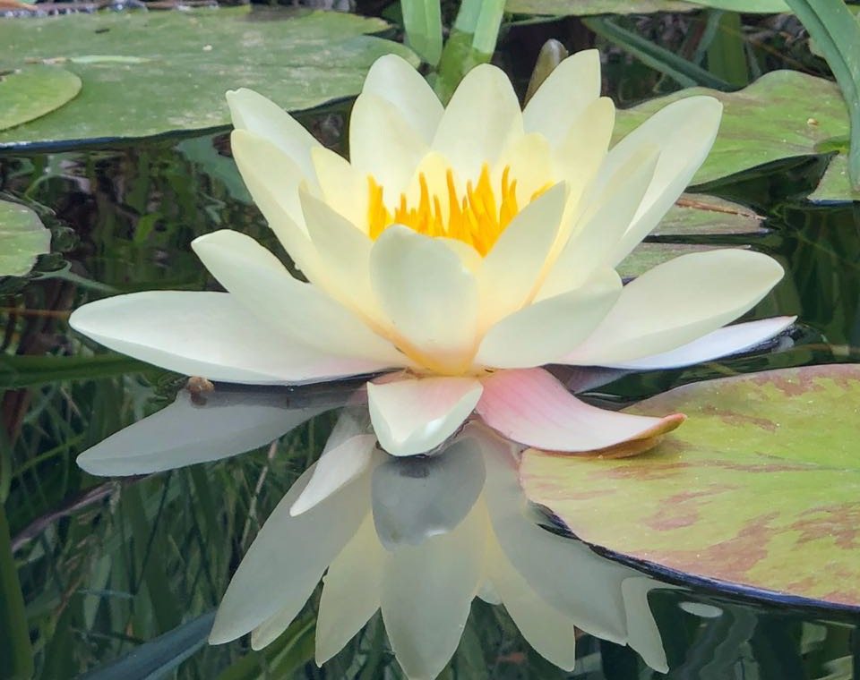 Seerose auf stillem Wasser